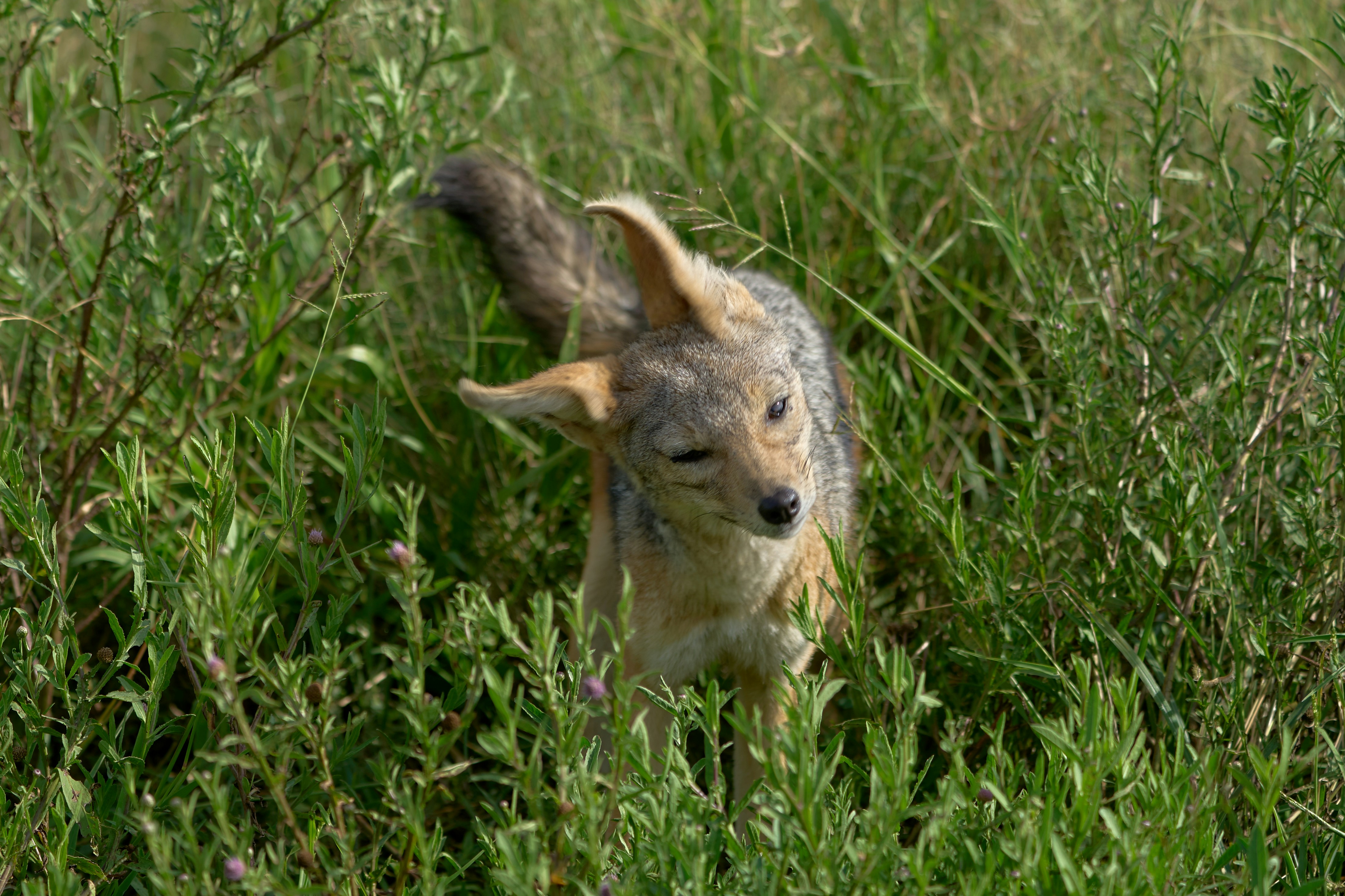 Pre-release training